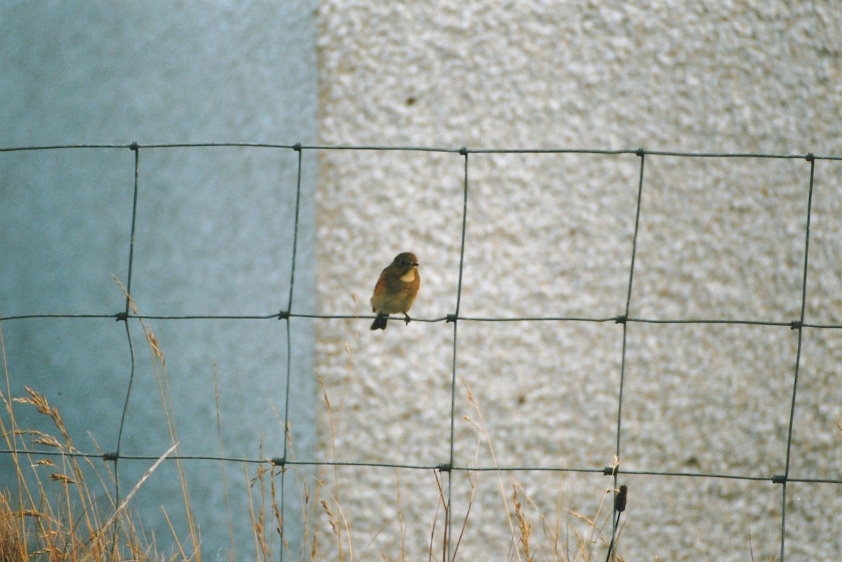Red-flanked Bluetail - ML640507625