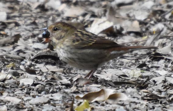 Masked Bunting - ML640507632