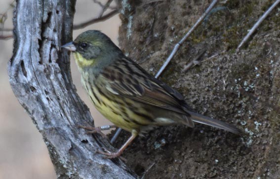 Masked Bunting - ML640507666