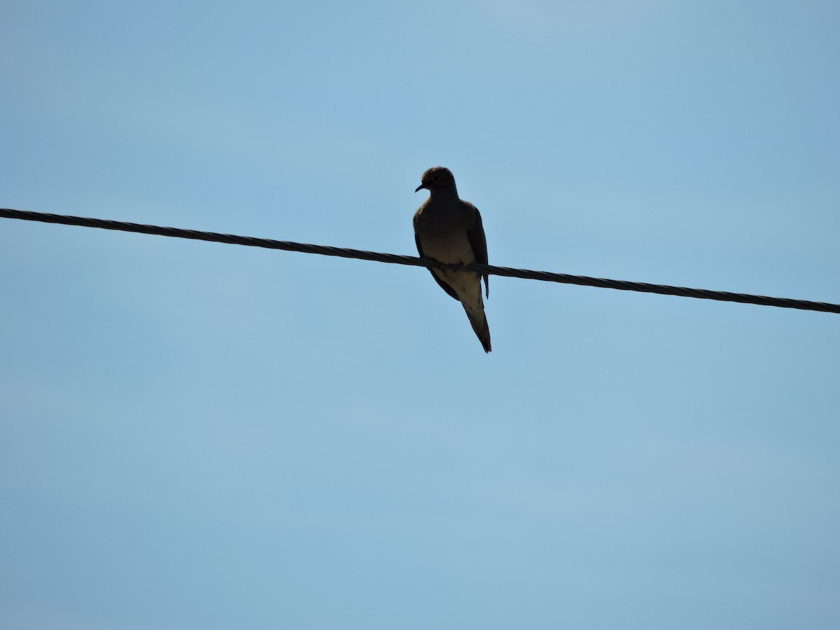 Mourning Dove - ML640507756