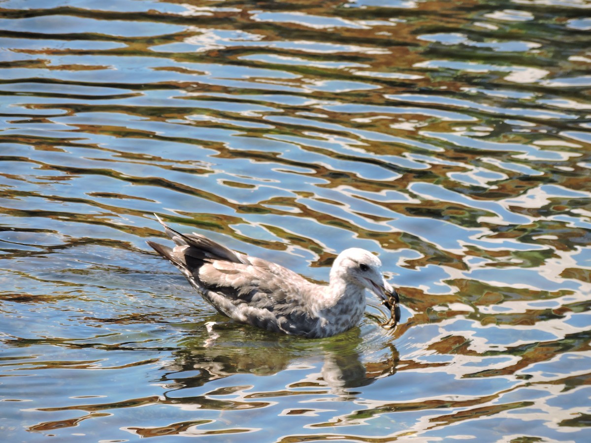 American Herring Gull - ML640507758