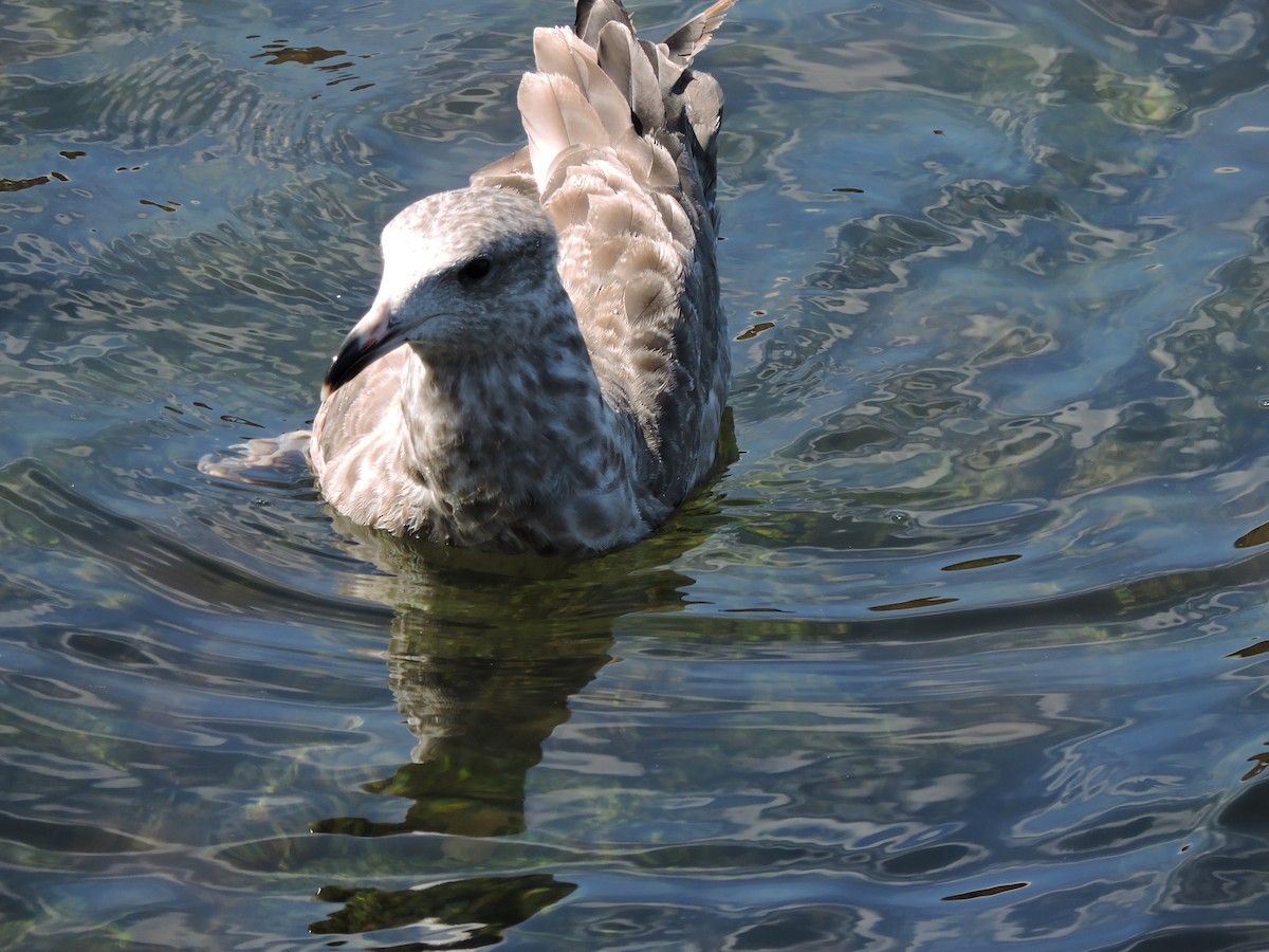 American Herring Gull - ML640507774