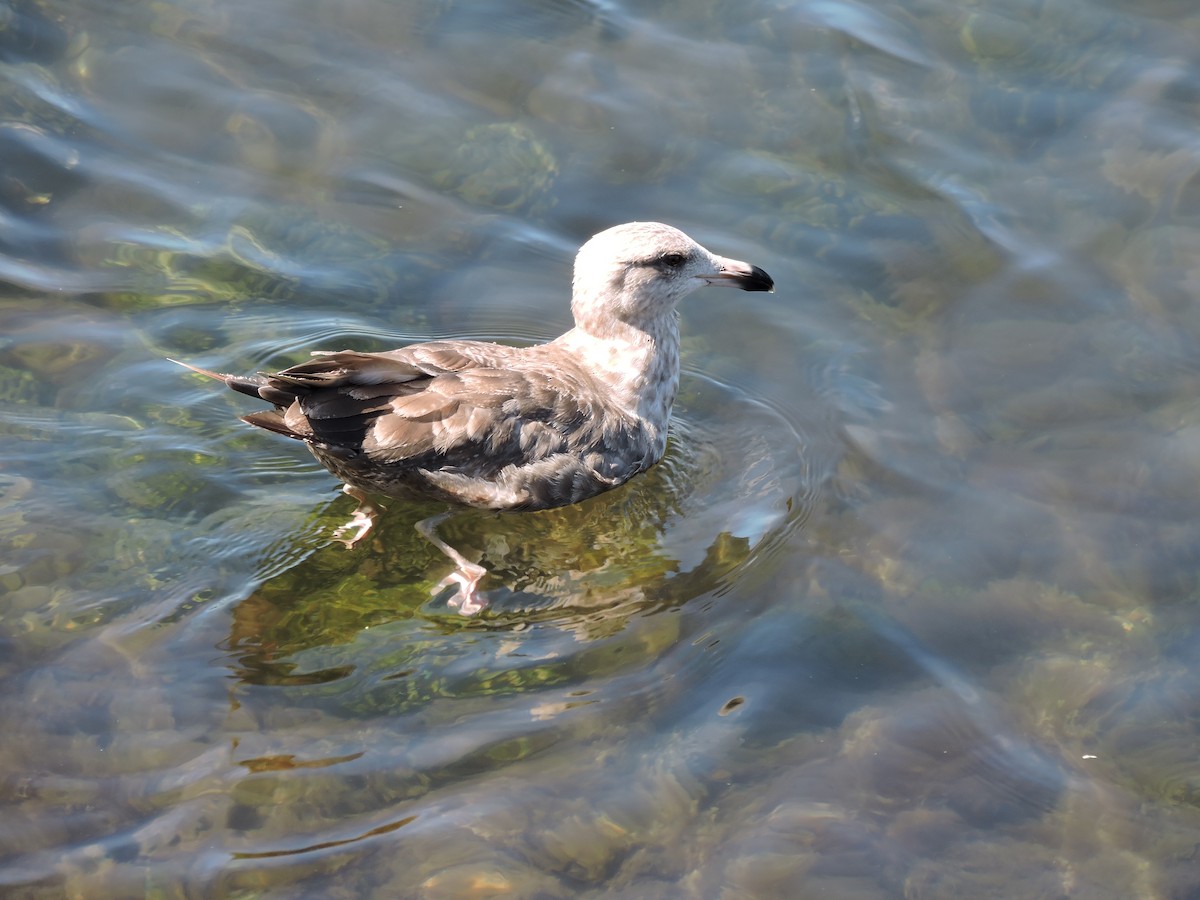 American Herring Gull - ML640507775