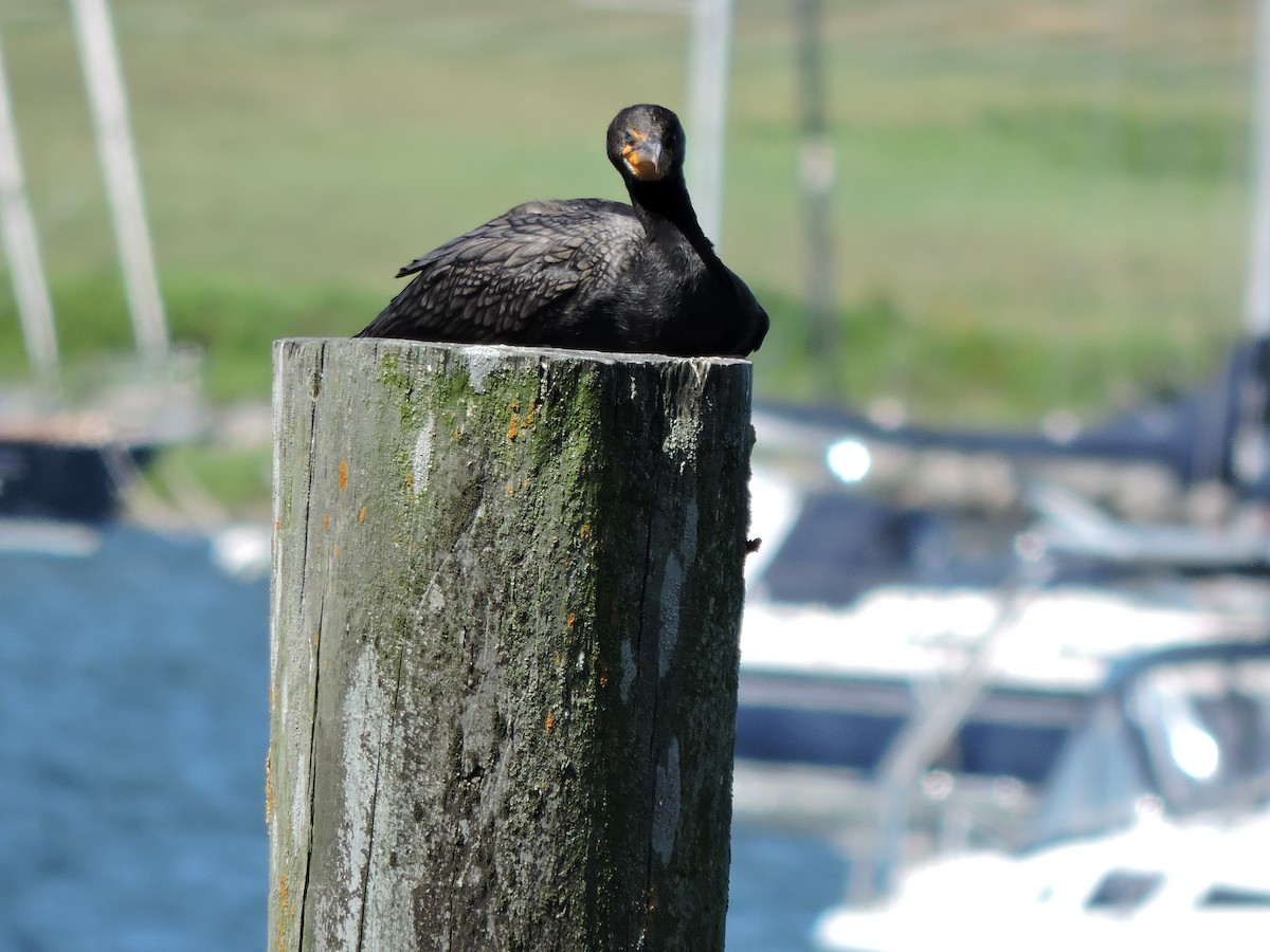 Double-crested Cormorant - ML640507779