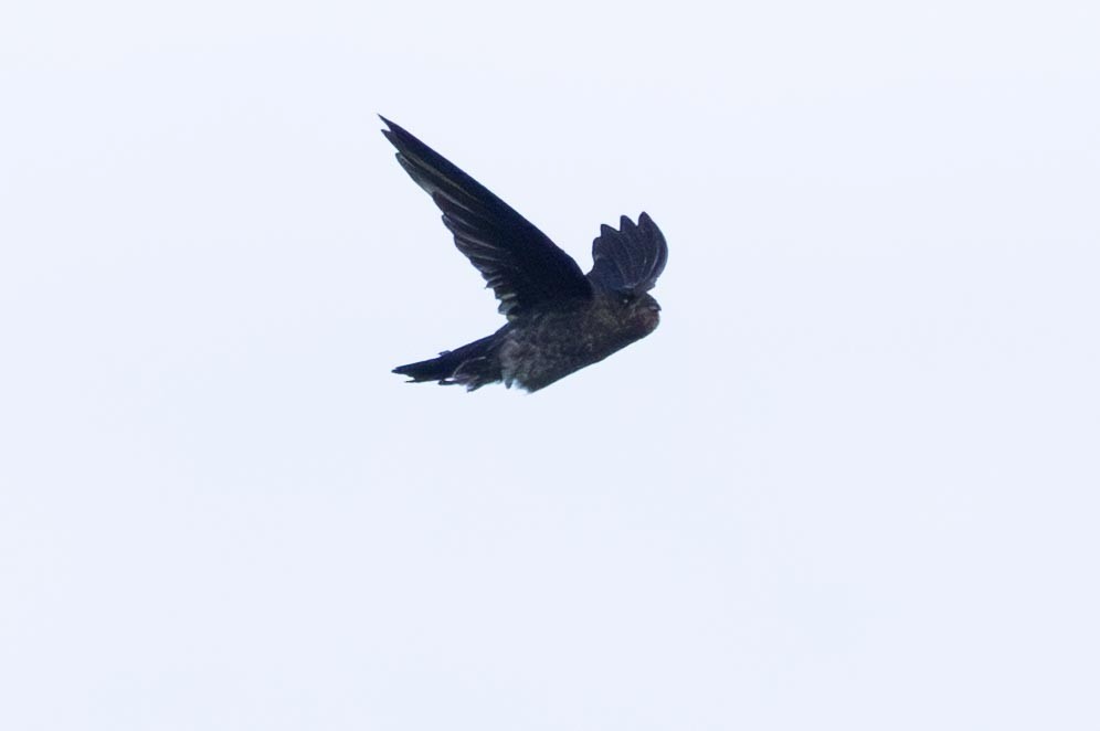 Waterfall Swift - ML640507815
