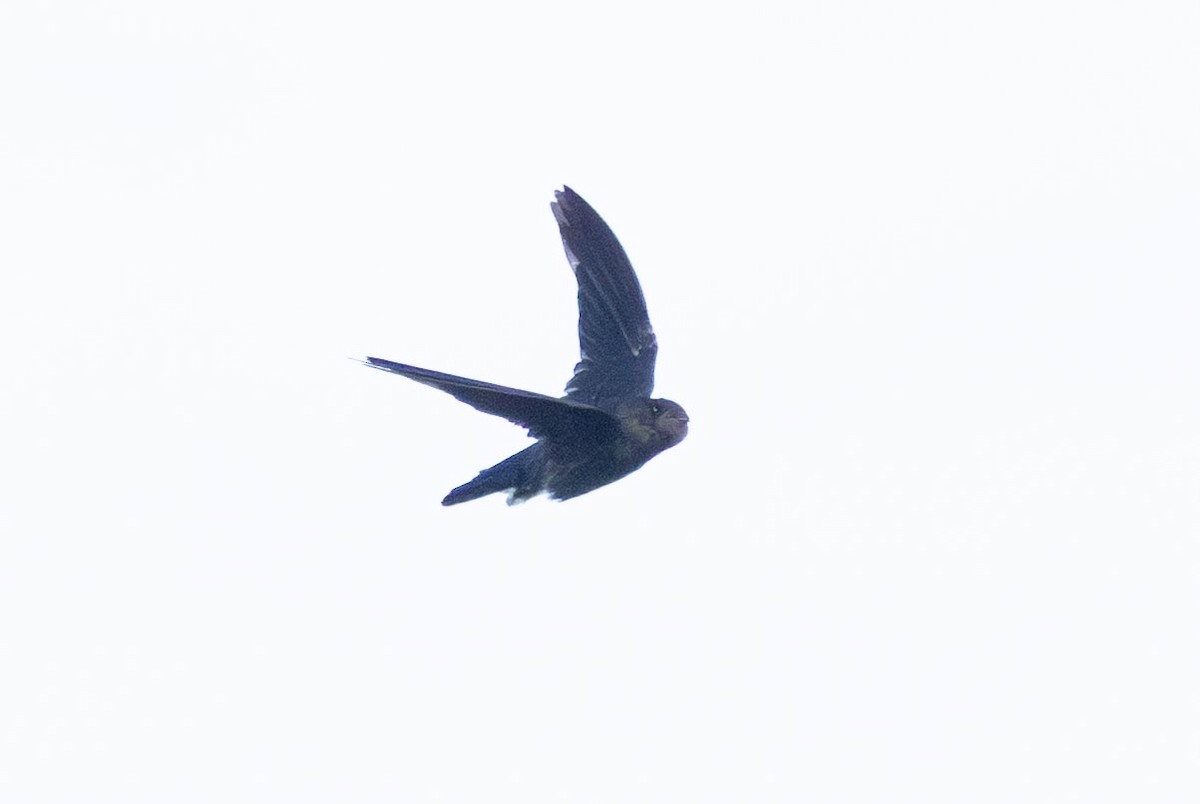 Waterfall Swift - ML640507816