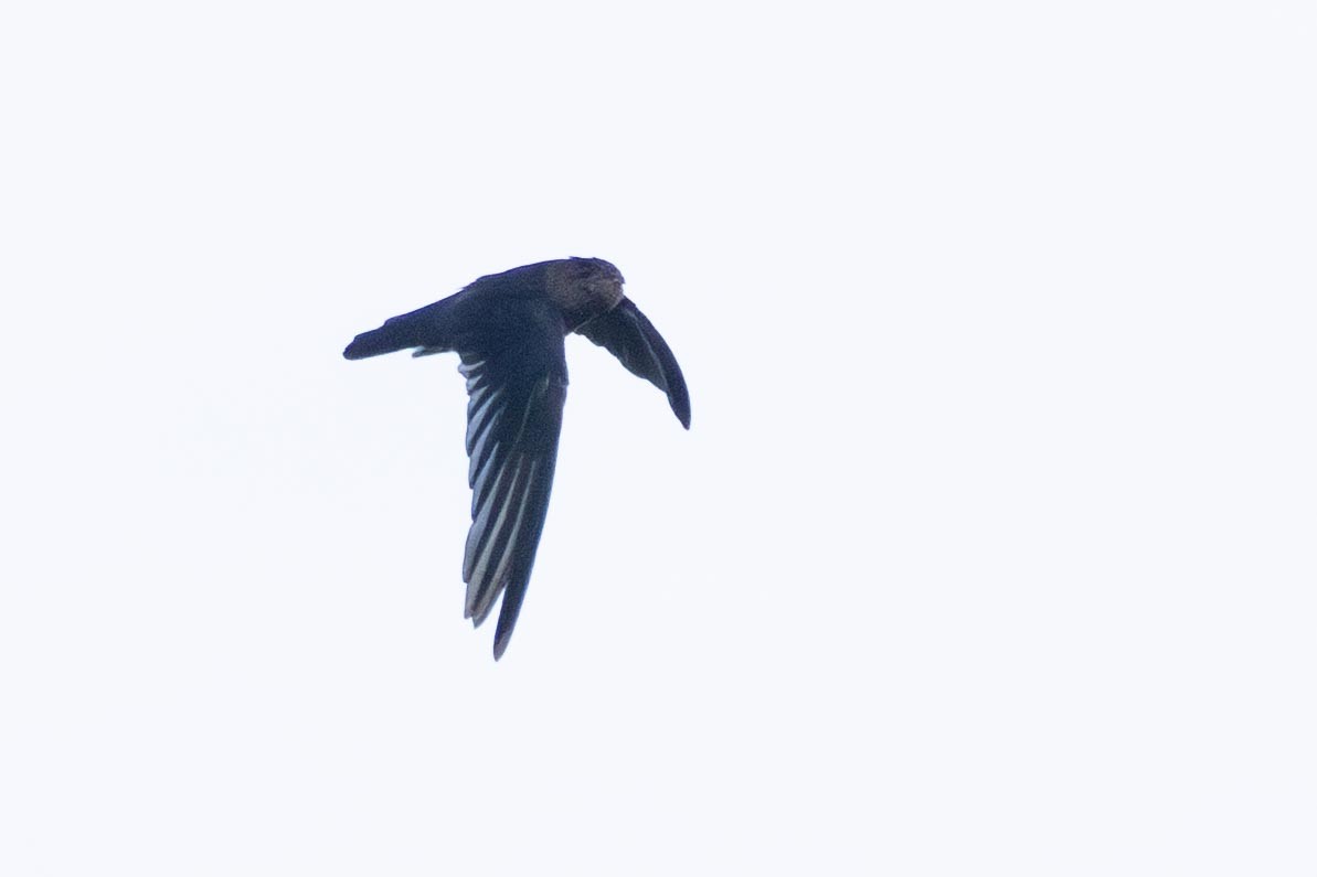 Waterfall Swift - ML640507818