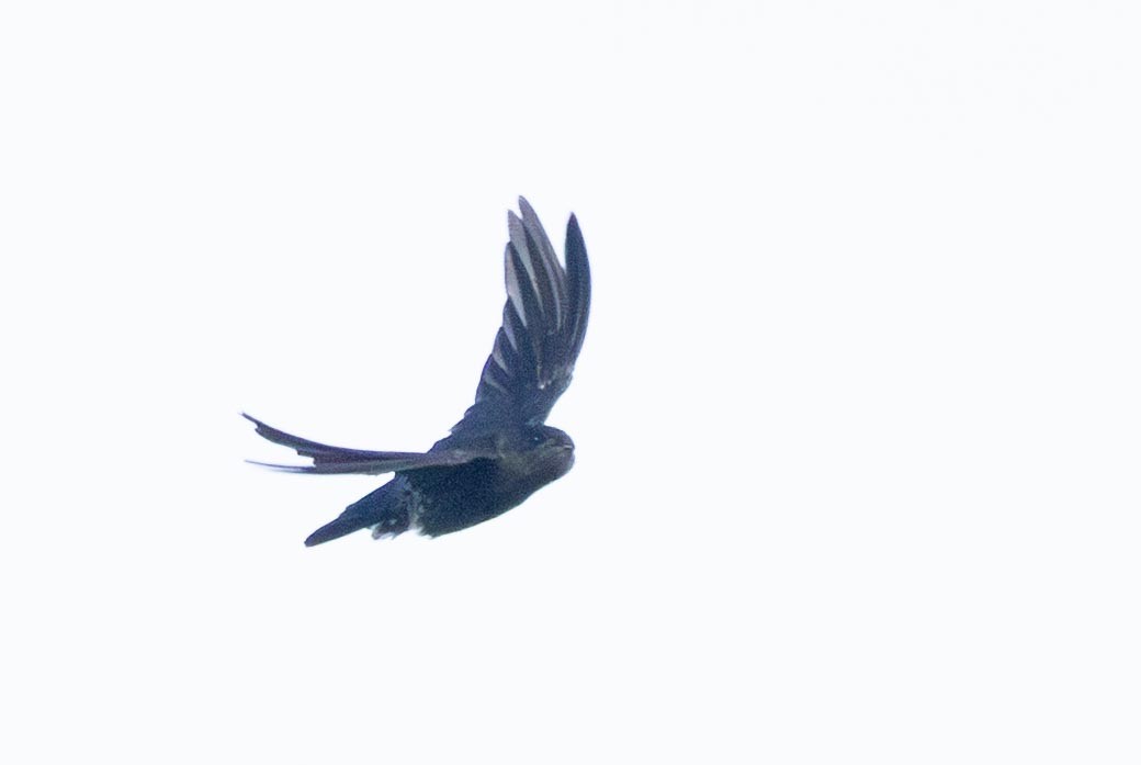 Waterfall Swift - ML640507819