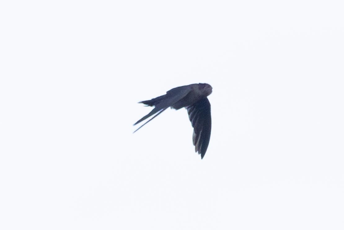 Waterfall Swift - ML640507820