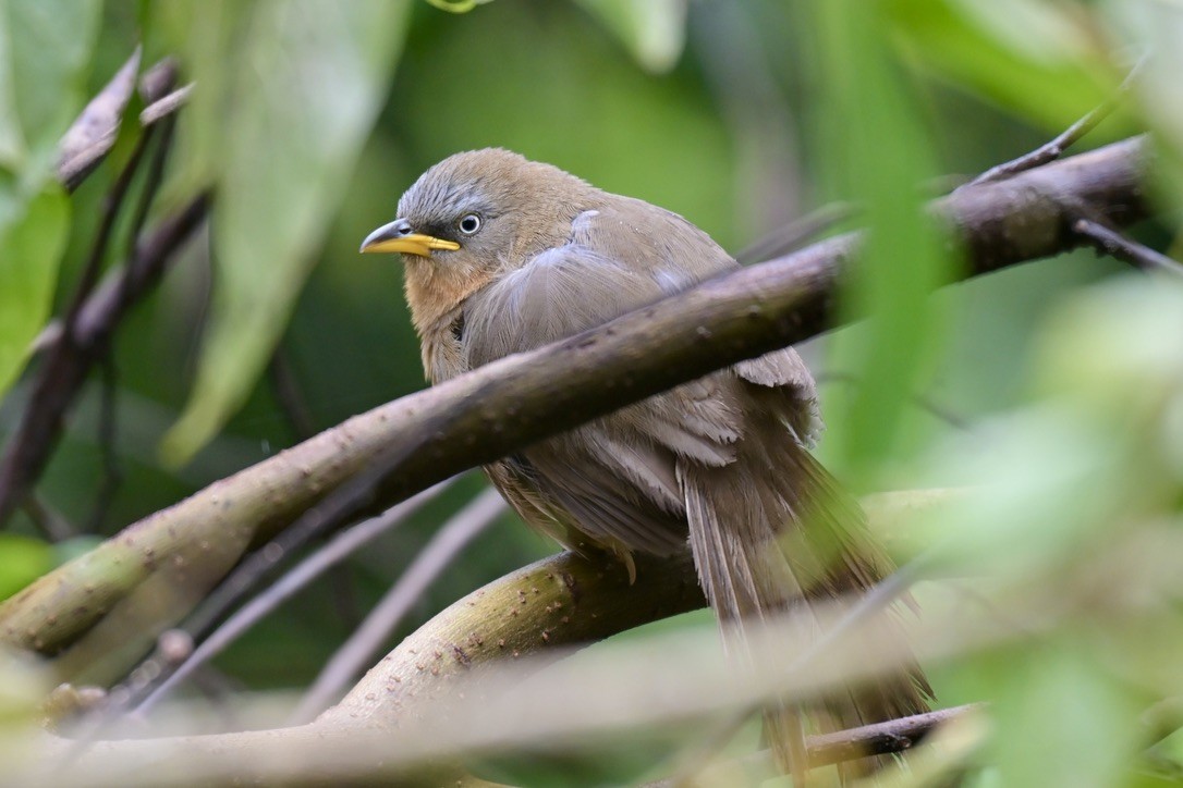Rufous Babbler - ML640507853