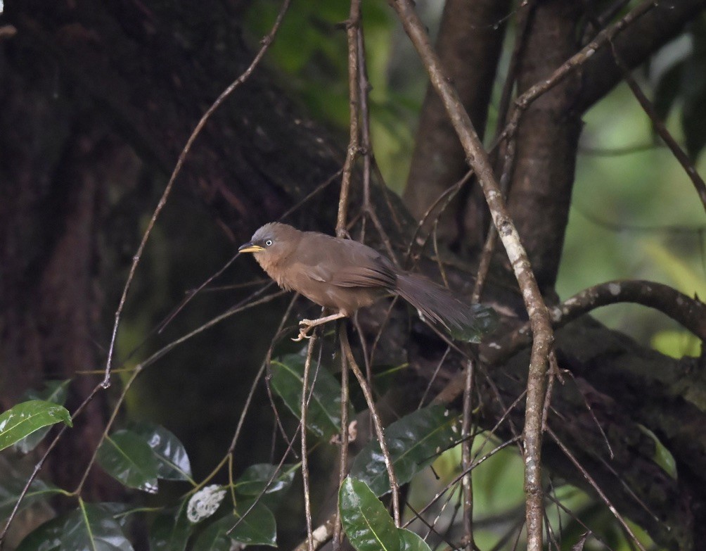 Rufous Babbler - ML640507854
