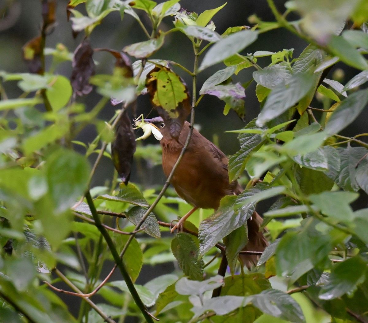 Rufous Babbler - ML640507857