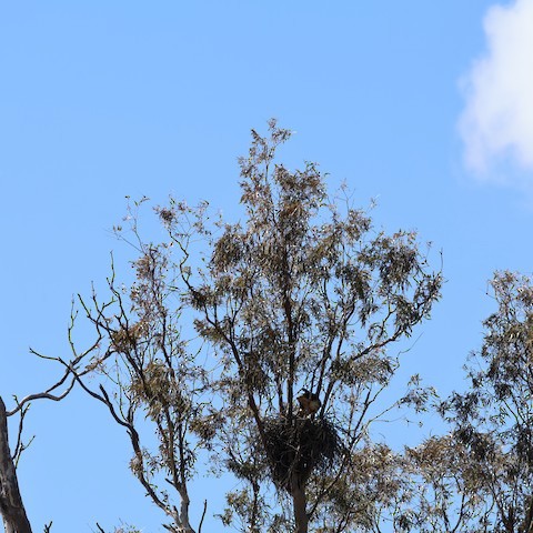 Whistling Kite - ML640507861