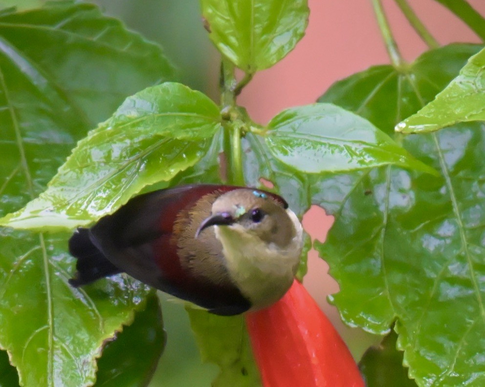 Crimson-backed Sunbird - ML640507868