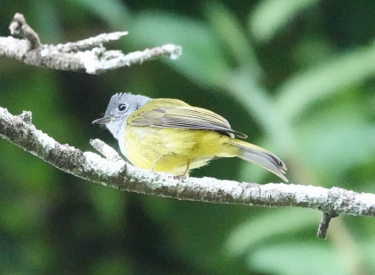 Gray-headed Canary-Flycatcher - ML640507892
