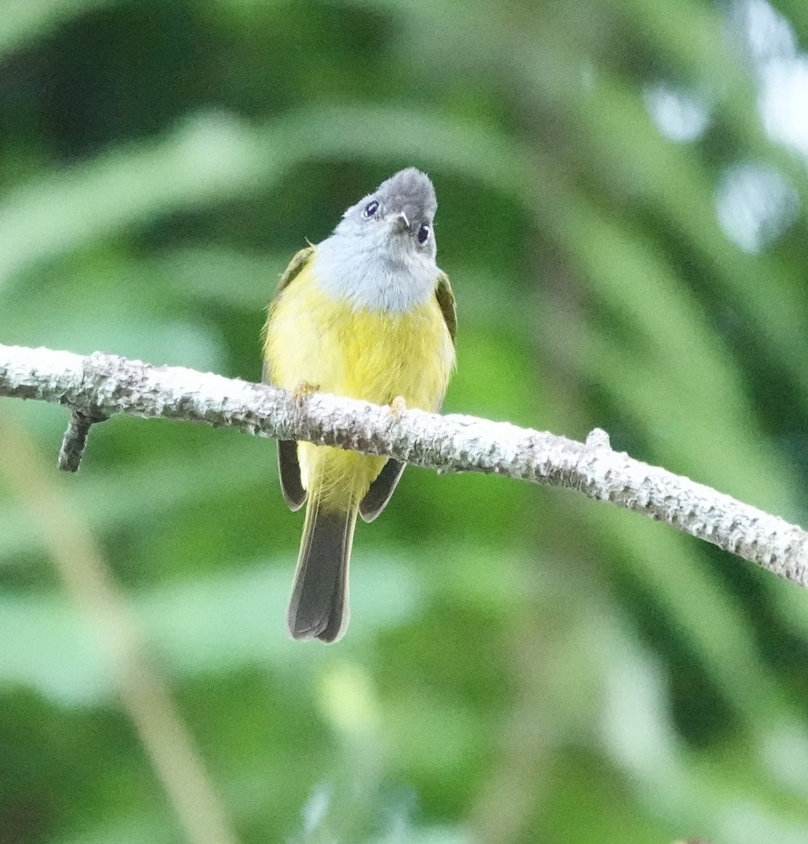 Gray-headed Canary-Flycatcher - ML640507893