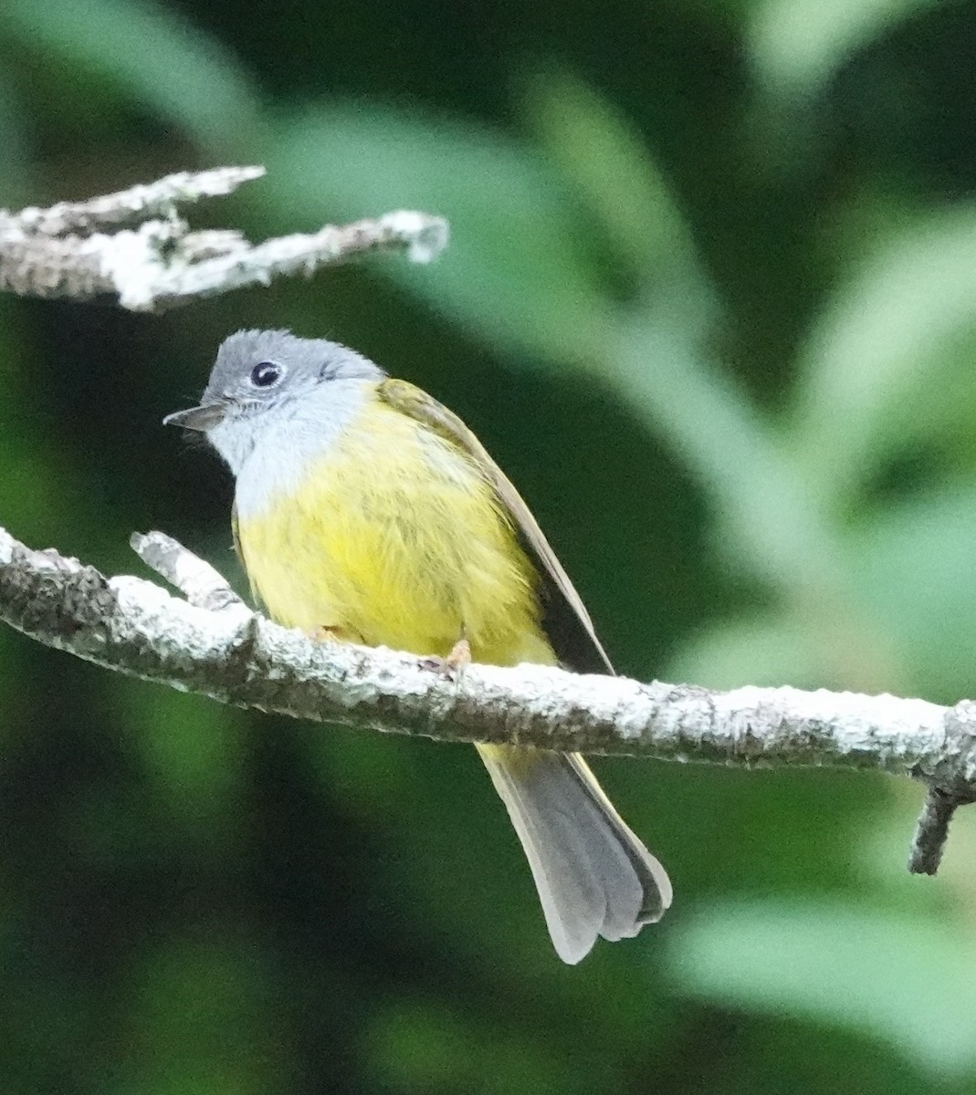 Gray-headed Canary-Flycatcher - ML640507894