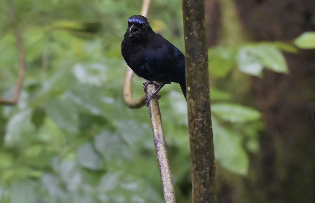 Malabar Whistling-Thrush - ML640507897