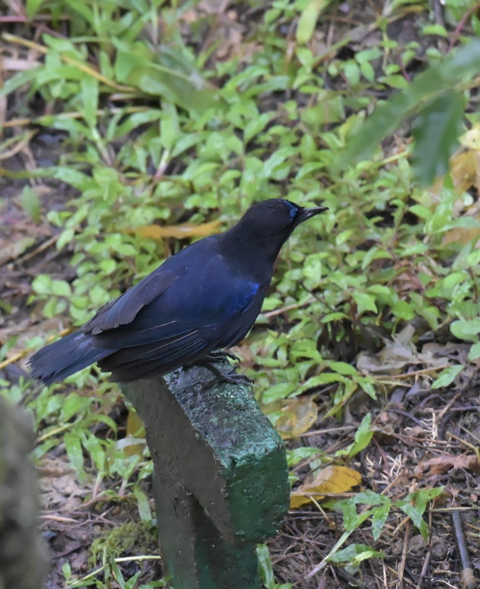 Malabar Whistling-Thrush - ML640507898