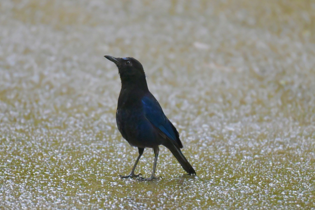 Malabar Whistling-Thrush - ML640507902