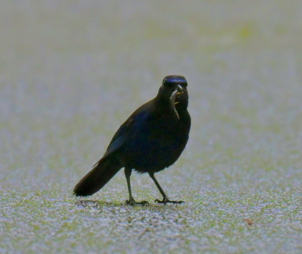 Malabar Whistling-Thrush - ML640507903