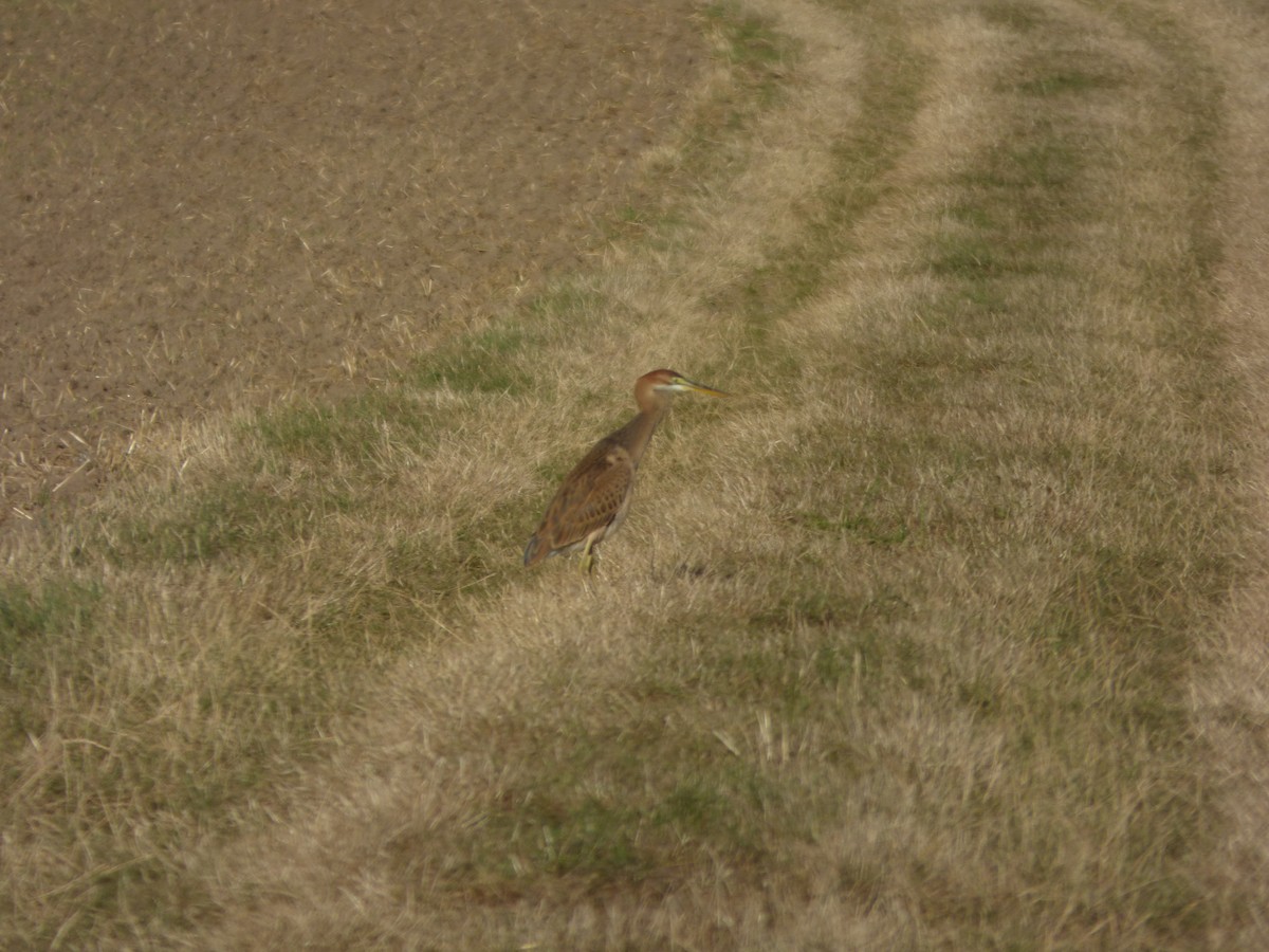 Зээрд дэглий - ML640508015