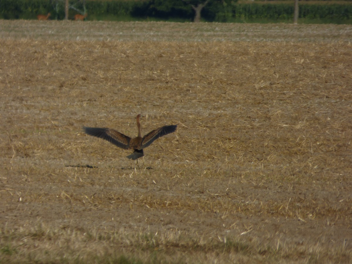 Зээрд дэглий - ML640508016