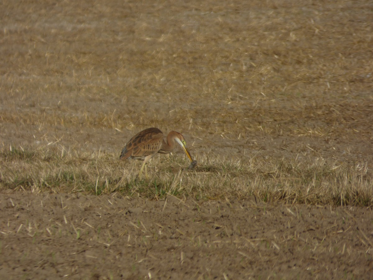 Зээрд дэглий - ML640508020