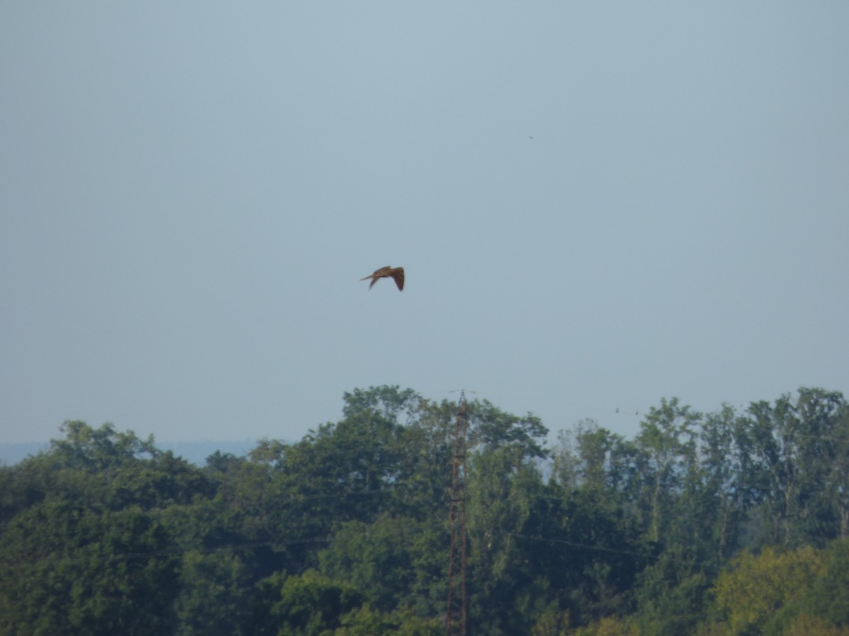 Идлэг шонхор - ML640508029