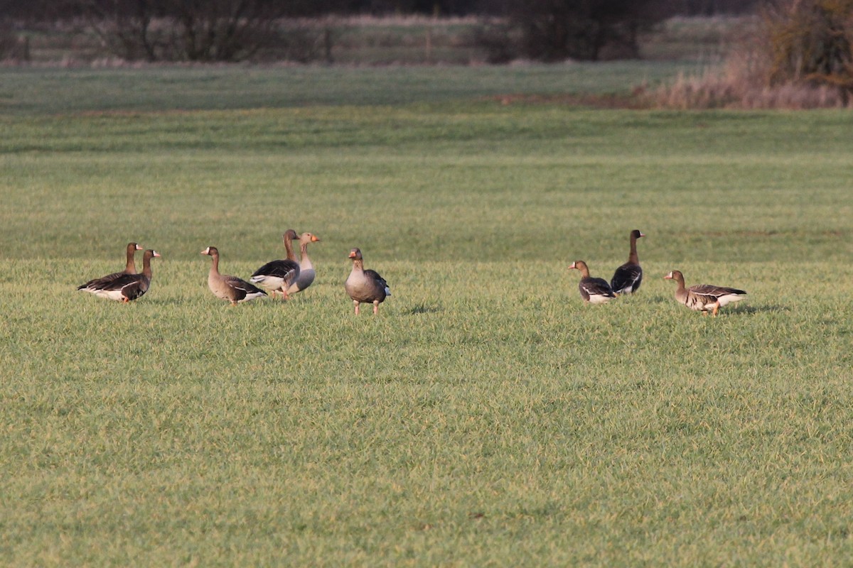 Greater White-fronted Goose (Eurasian) - ML640508048