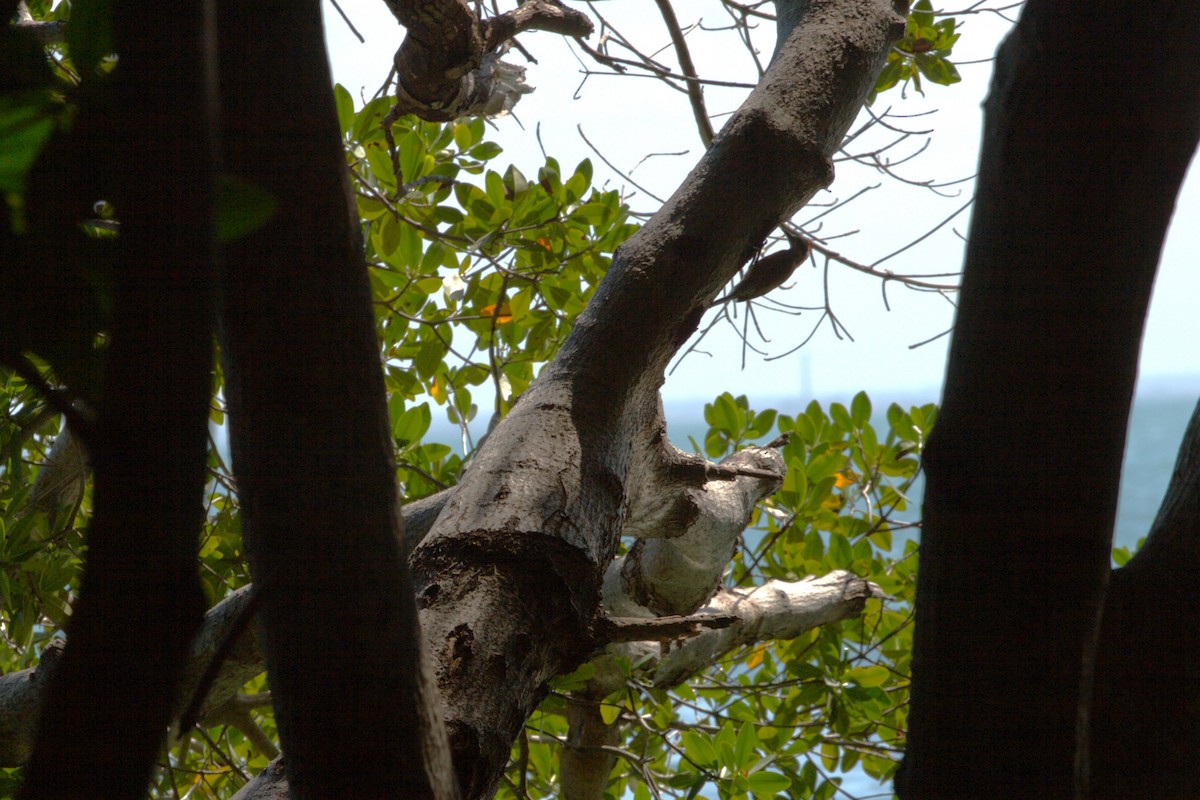 Cuban Green Woodpecker - ML640508049