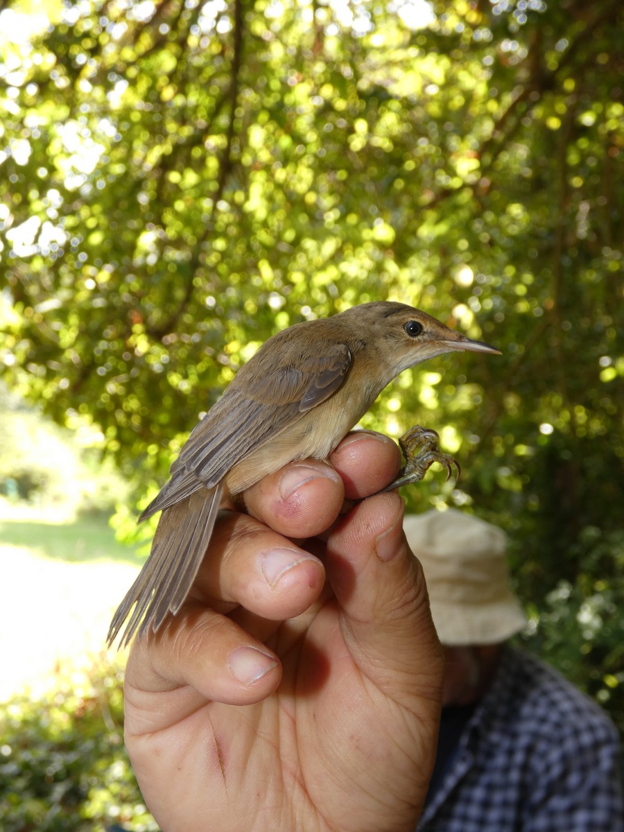 rákosník obecný - ML640508098