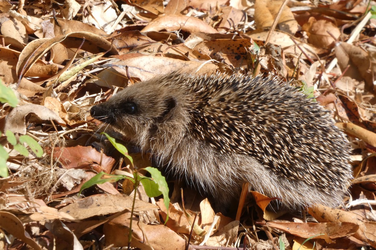 Common Hedgehog - ML640508100