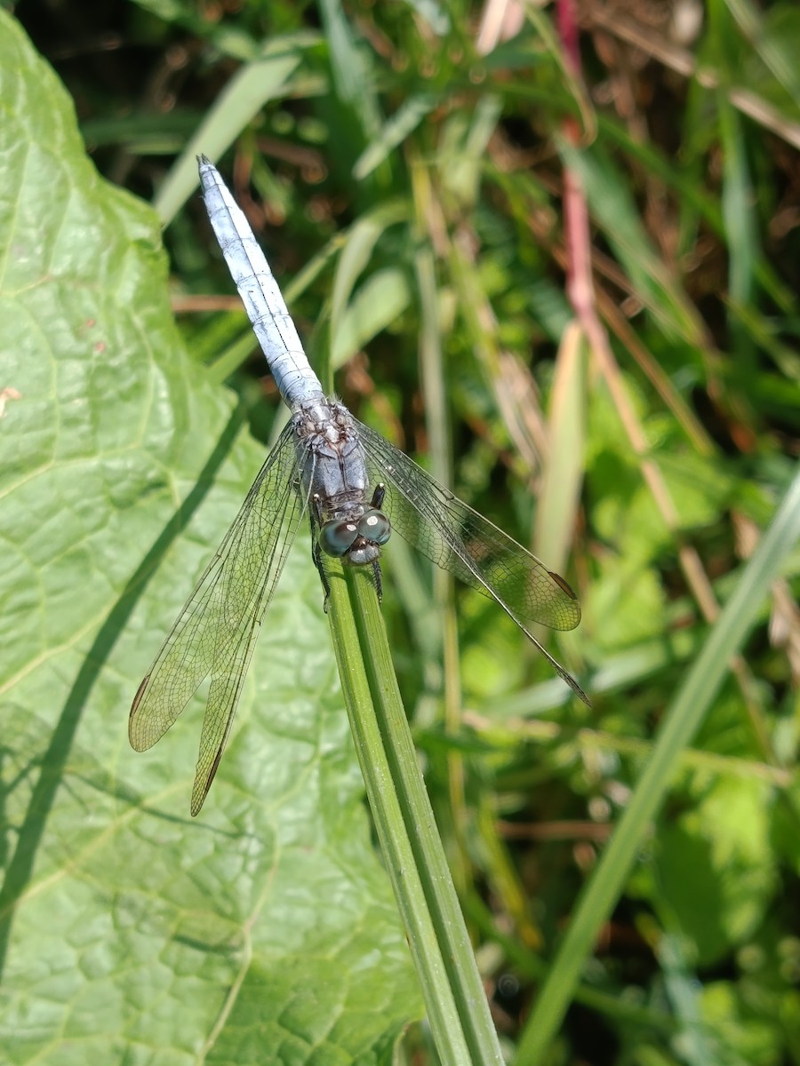Keeled Skimmer - ML640508131