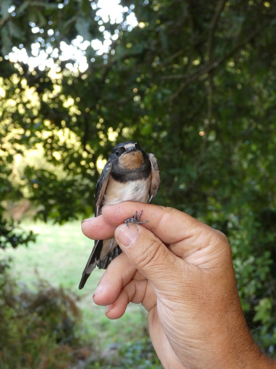 vlaštovka obecná - ML640508211