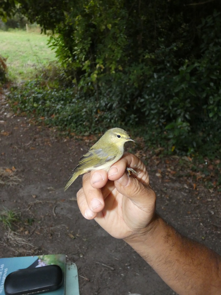 budníček iberský - ML640508213