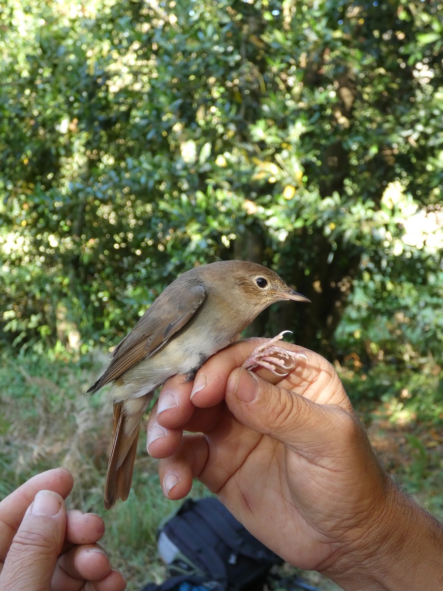 slavík obecný - ML640508215