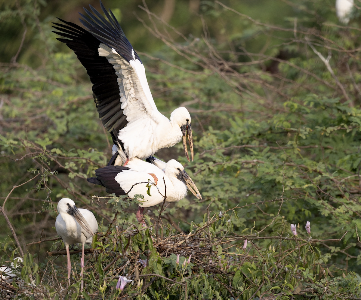 Asian Openbill - ML640508220