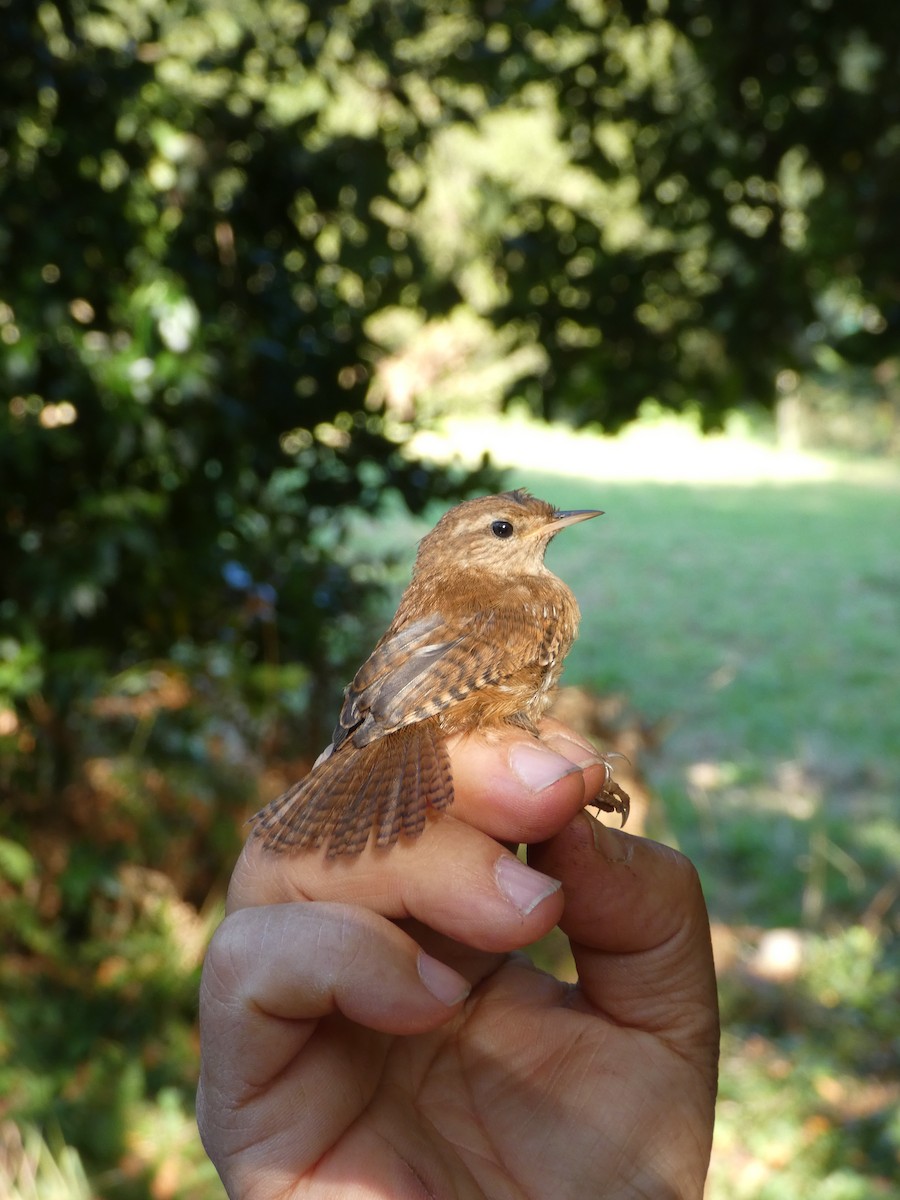 střízlík obecný - ML640508221