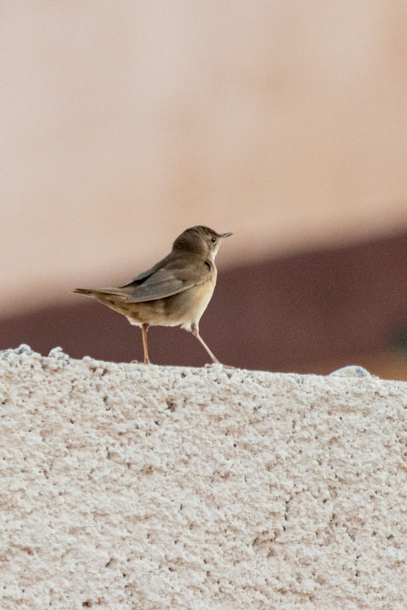 Savi's Warbler - ML640508266