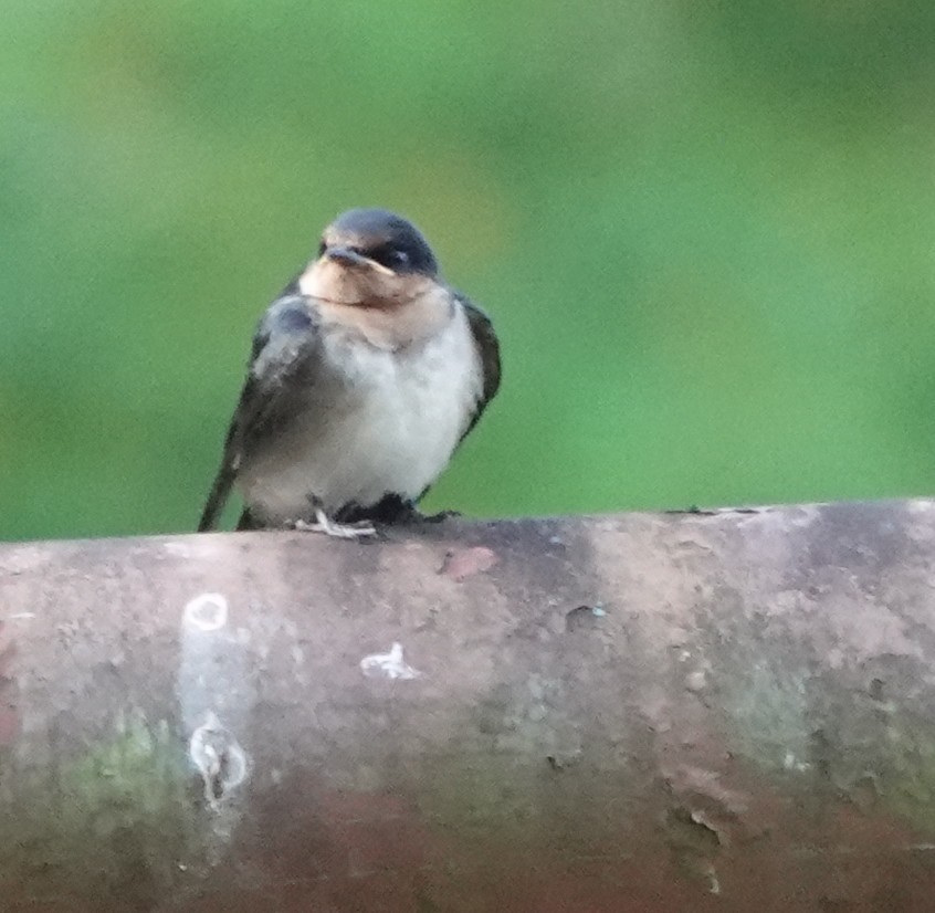 Pacific Swallow - ML640508313