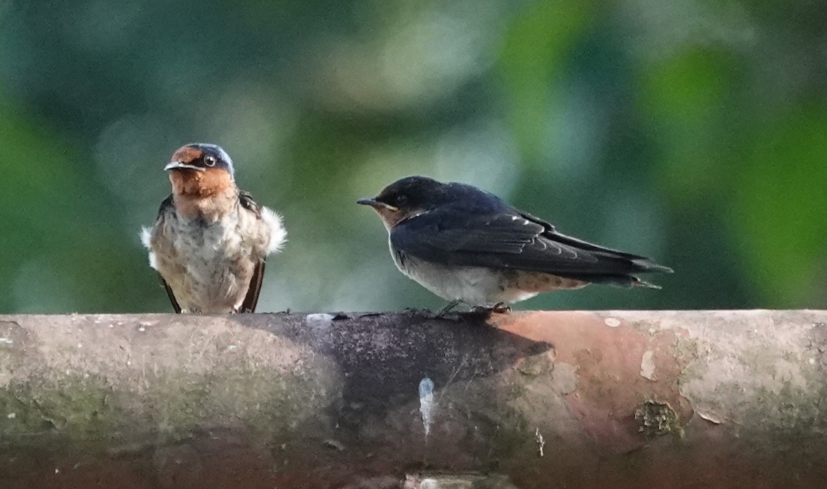 Pacific Swallow - ML640508314