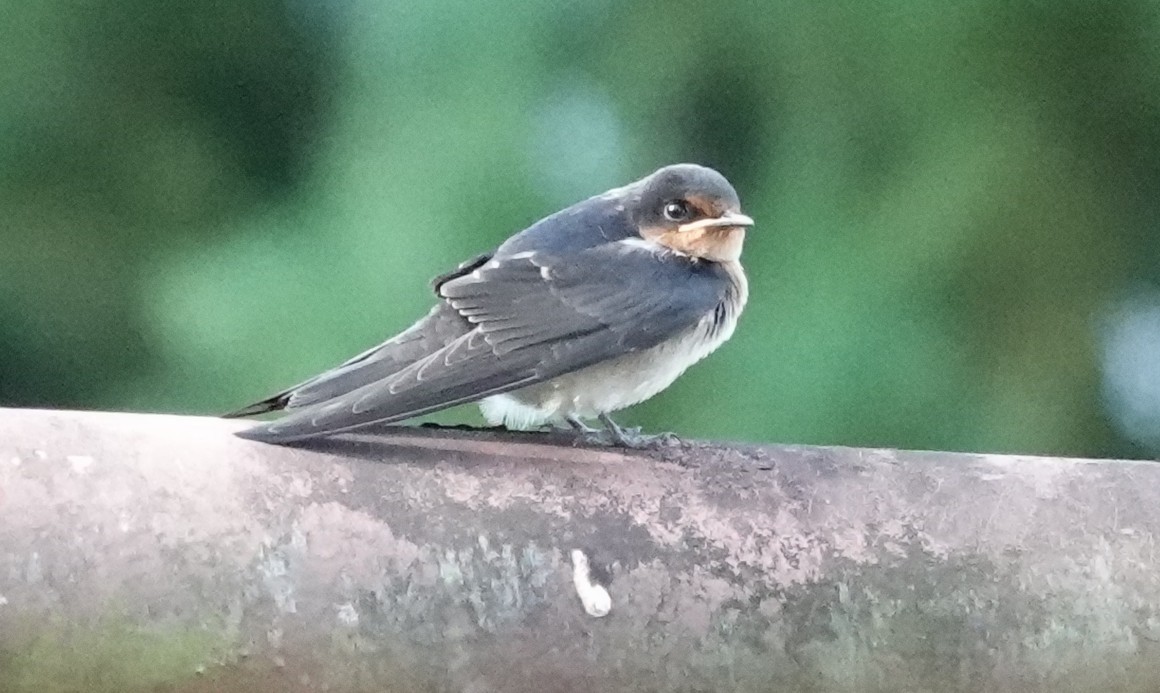 Pacific Swallow - ML640508315