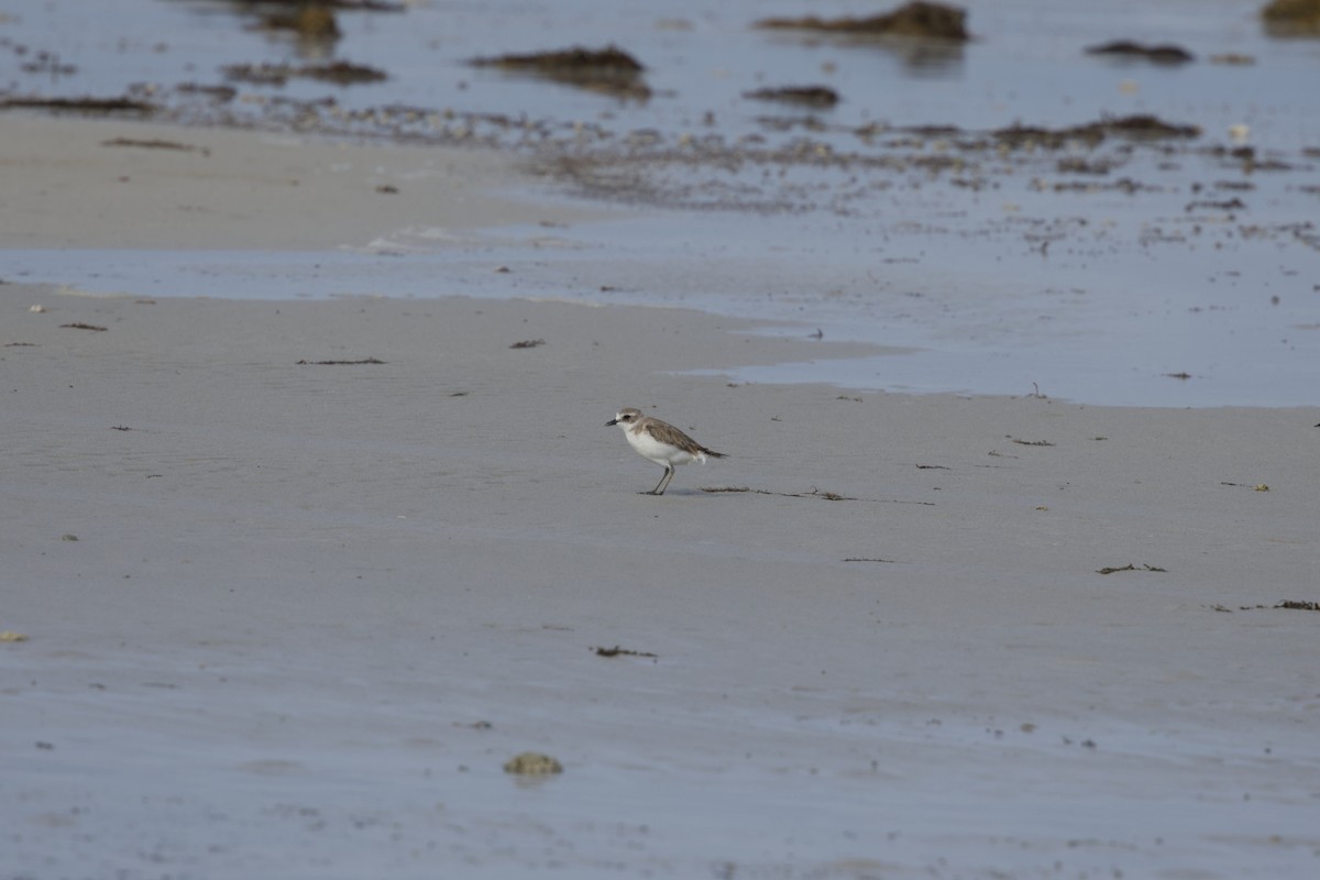 Siberian Sand-Plover - ML640508331