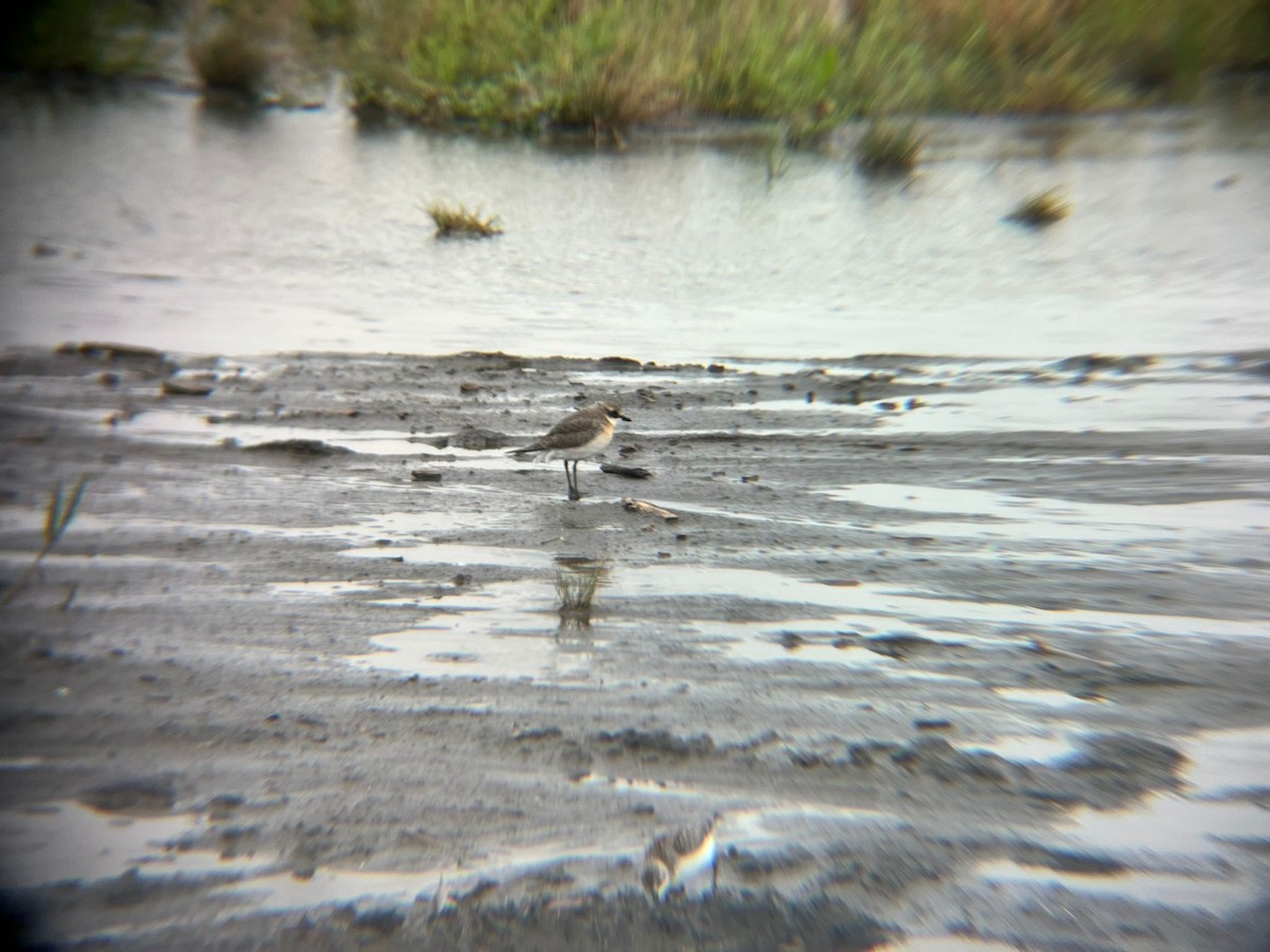 Siberian Sand-Plover - ML640508340