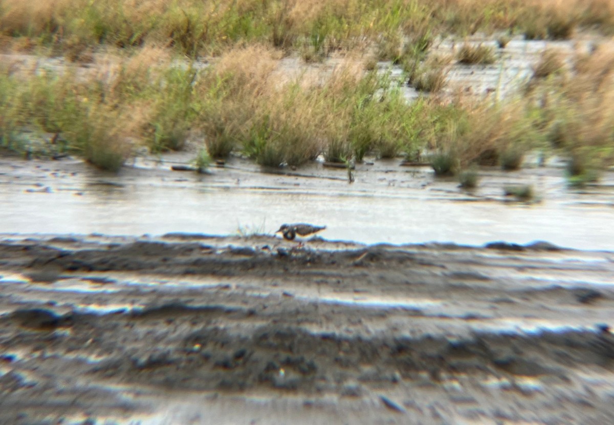 Ruddy Turnstone - ML640508343