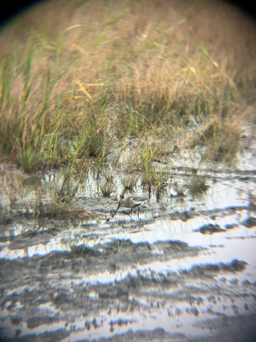 Dunlin - ML640508344