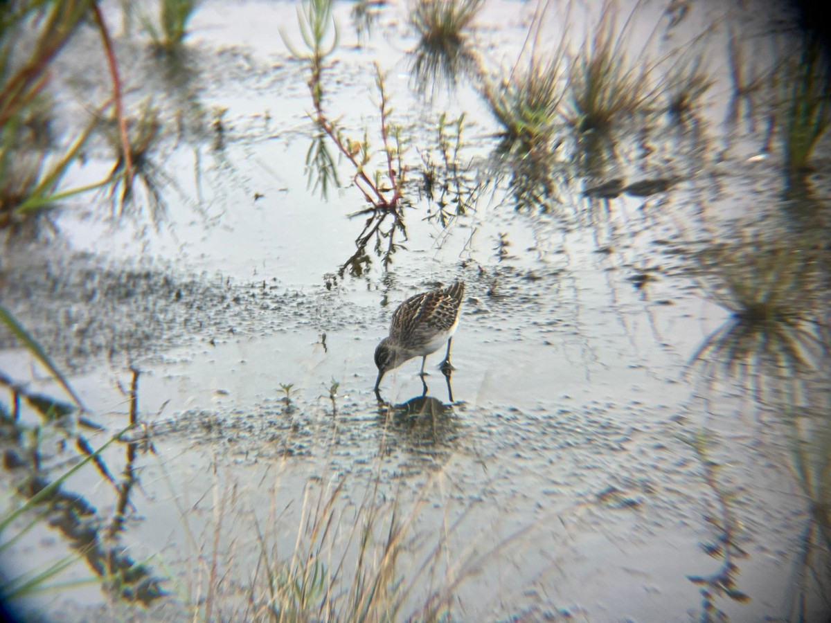 Long-toed Stint - ML640508347