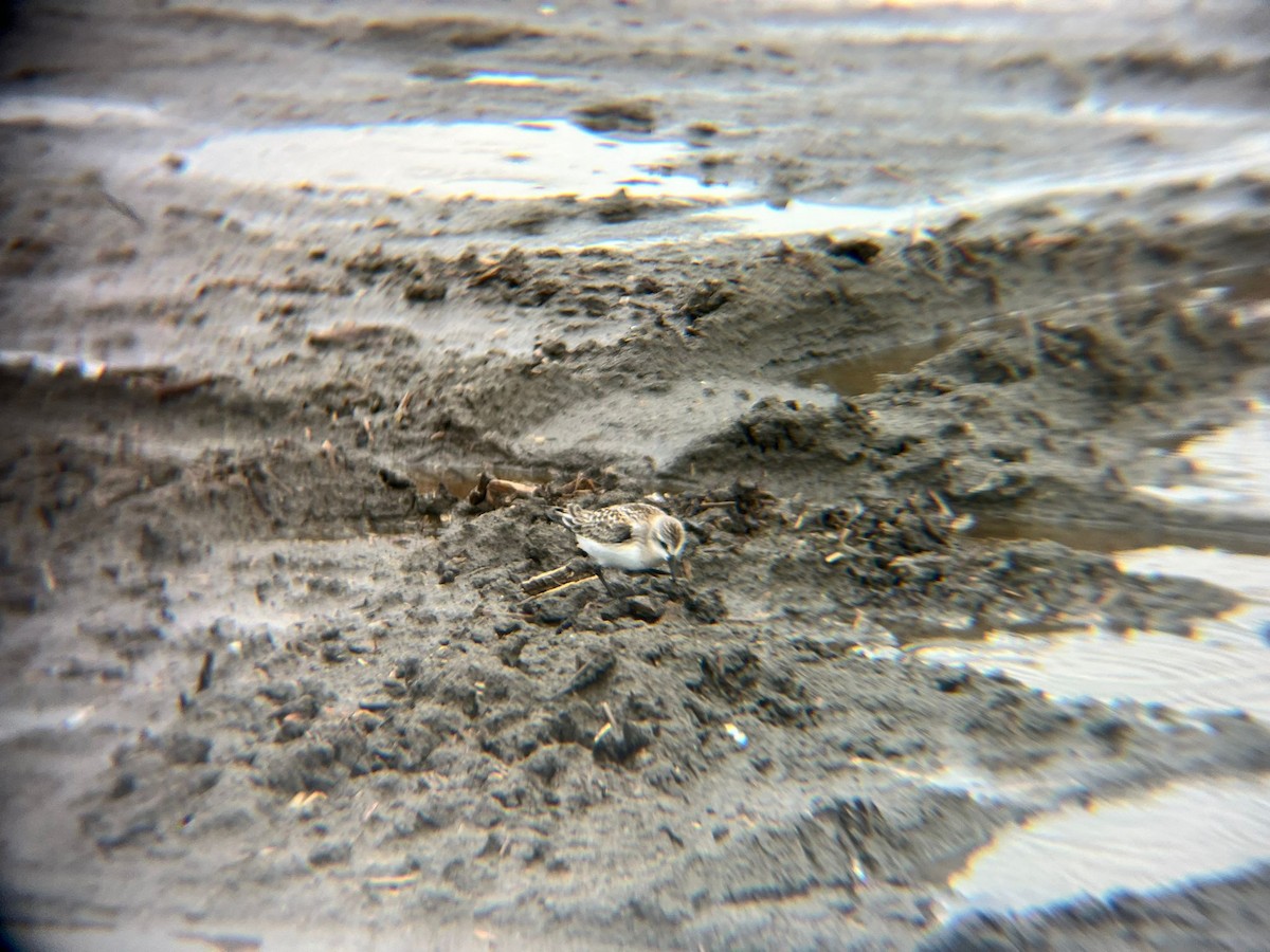 Red-necked Stint - ML640508349