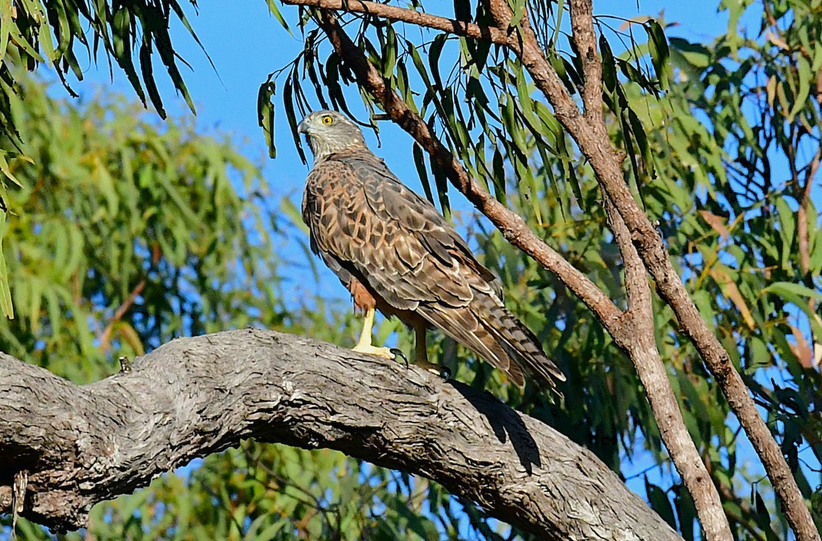 Red Goshawk - ML640508354